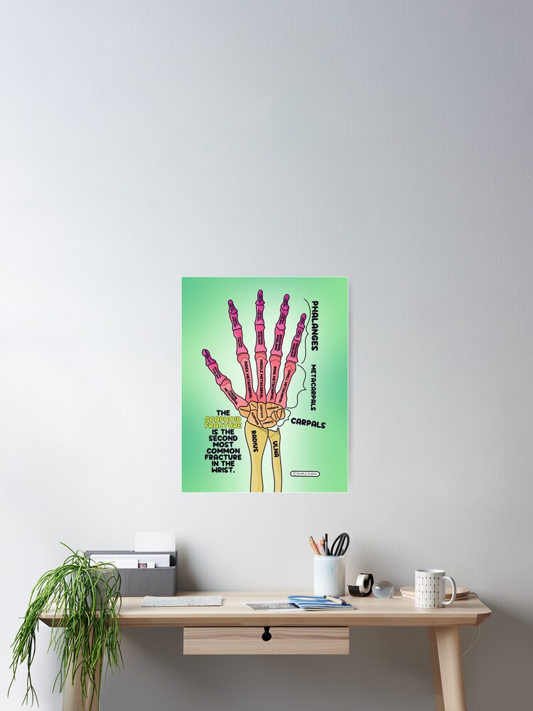 Hand Anatomy  Poster
