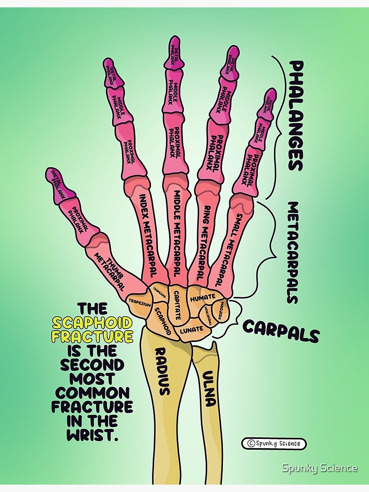 Hand Anatomy  Poster