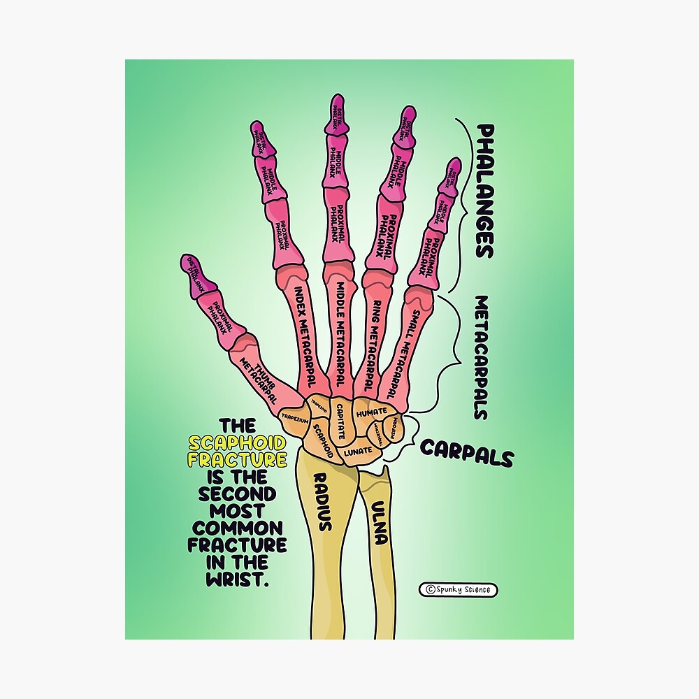 Hand Anatomy  Poster