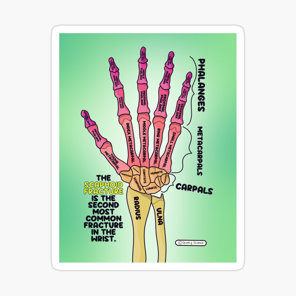 Hand Anatomy  Poster