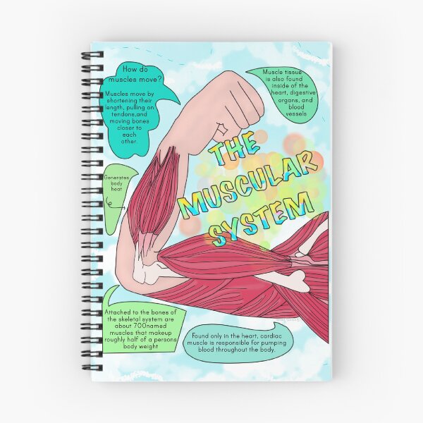 Item preview, Muscular System designed and sold by Spunky Science.
