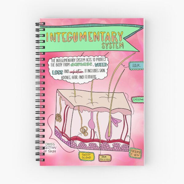 Item preview, Integumentary System designed and sold by Spunky Science.
