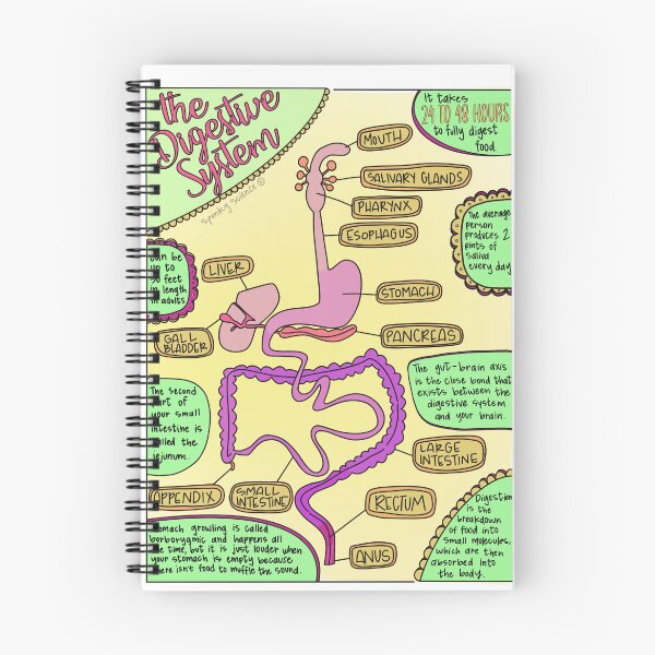 Item preview, Digestive System designed and sold by Spunky Science.