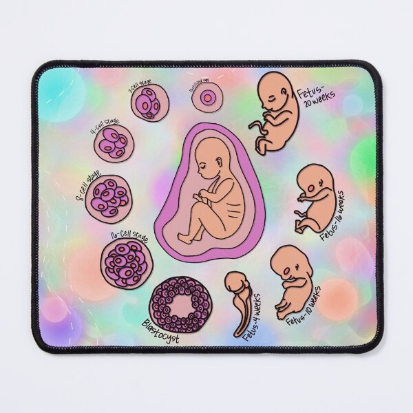 Item preview, Fetal Development  designed and sold by Spunky Science.
