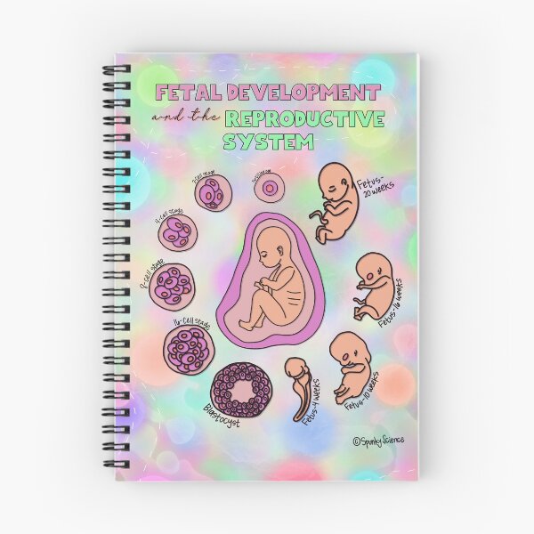 Item preview, Fetal Development  designed and sold by Spunky Science.
