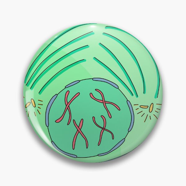 Artikelvorschau, Prophase entworfen und verkauft von Spunky Science.