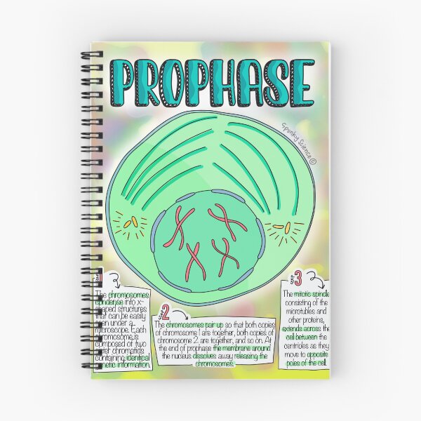 Artikelvorschau, Prophase entworfen und verkauft von Spunky Science.