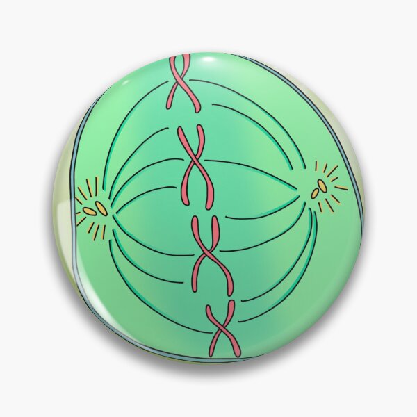 Artikelvorschau, Metaphase entworfen und verkauft von Spunky Science.