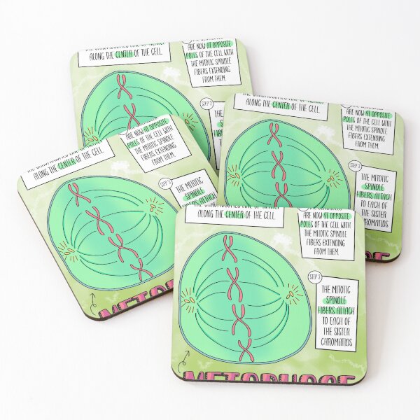Item preview, Metaphase designed and sold by Spunky Science.