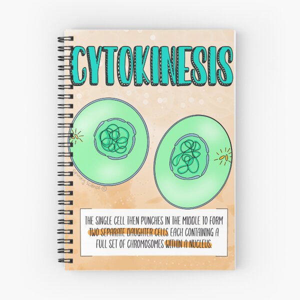 Artikelvorschau, Zytokinese entworfen und verkauft von Spunky Science.