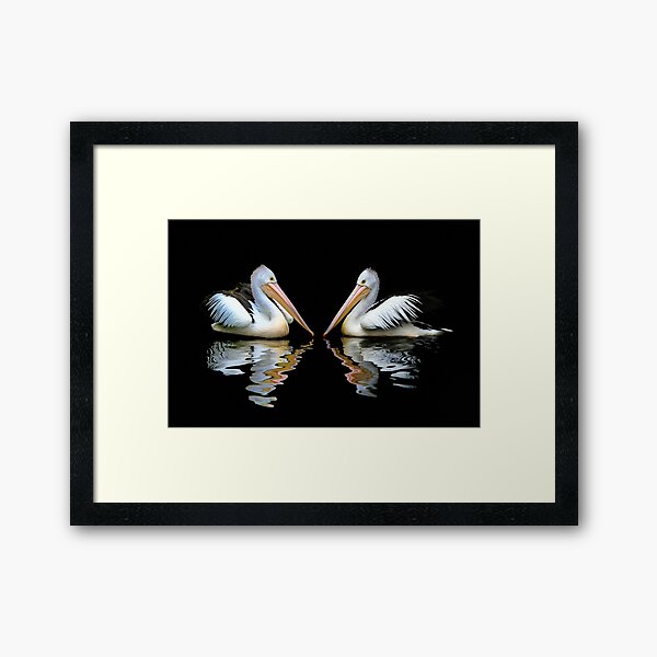 A Pair of Australian Pelicans Framed Art Print