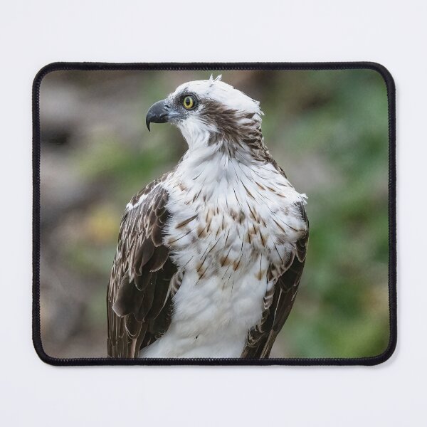 Item preview, Young lady Osprey waiting for mum to feed her designed and sold by Peter Doré.