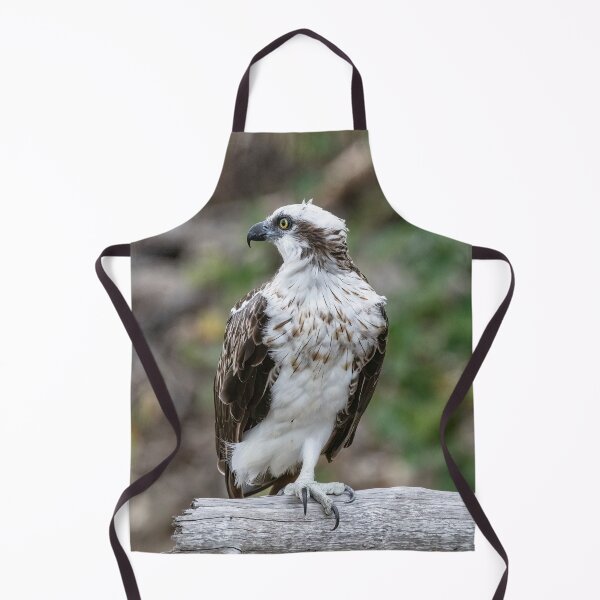 Item preview, Young lady Osprey waiting for mum to feed her designed and sold by Peter Doré.