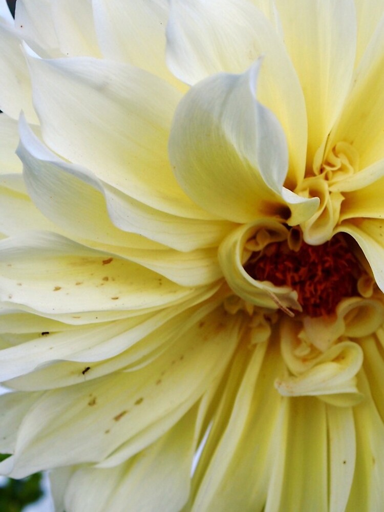 Dahlia by douglasewelch
