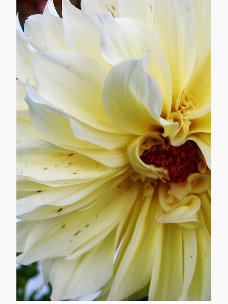 Dahlia by douglasewelch