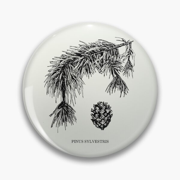 Item preview, Pinus Sylvestris (Scots Pine) Botanical Art with text designed and sold by Chrothon.
