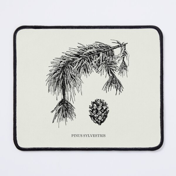 Item preview, Pinus Sylvestris (Scots Pine) Botanical Art with text designed and sold by Math Merch Design.