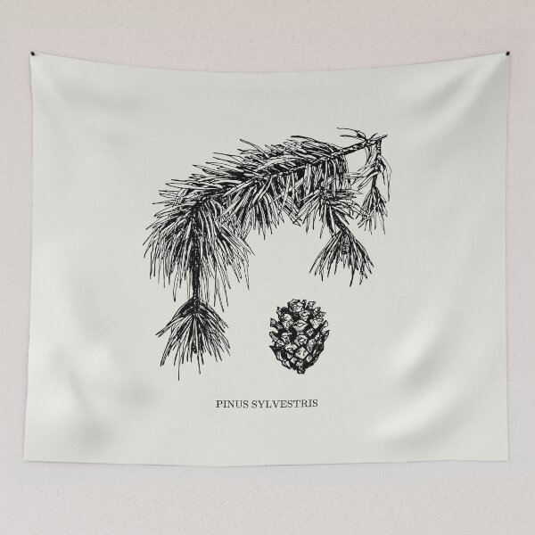 Item preview, Pinus Sylvestris (Scots Pine) Botanical Art with text designed and sold by Chrothon.