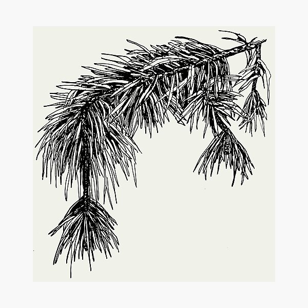 Item preview, Pinus Sylvestris (Scots Pine) Botanical Art designed and sold by Math Merch Design.