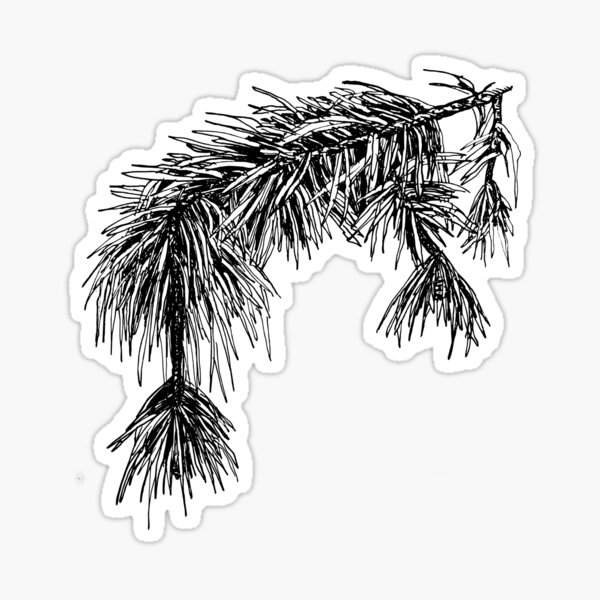 Item preview, Pinus Sylvestris (Scots Pine) Botanical Art designed and sold by Math Merch Design.