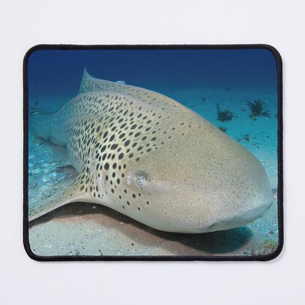 Item preview, Leopard (Zebra) shark designed and sold by slonchak.