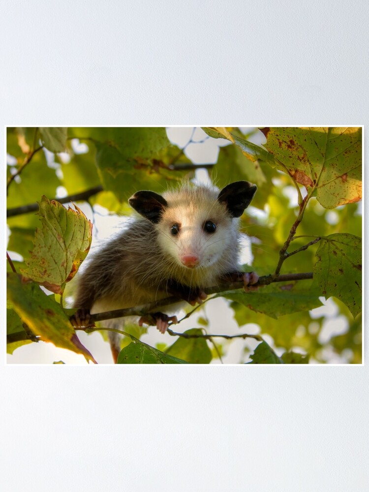 Baby Opossum Poster For Sale By Steini Redbubble