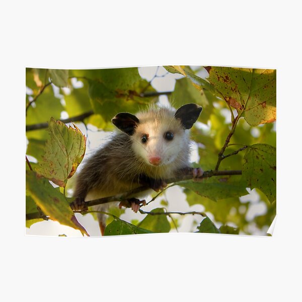 Posters Sur Le Theme Opossum Redbubble