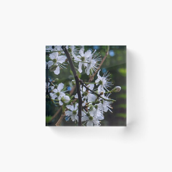 Item preview, Plum blossom(2024) designed and sold by jasminewang.