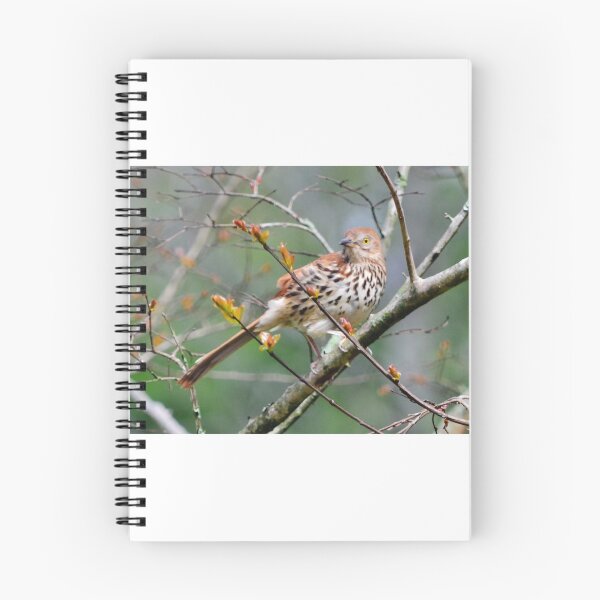 Item preview, Brown Thrasher 2 designed and sold by Eileen Brymer.