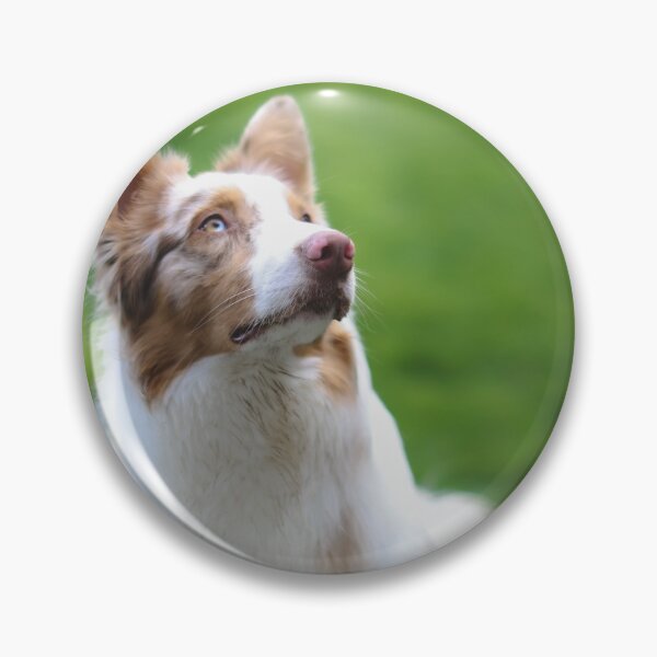 Item preview, Australian Shepherd Dog designed and sold by kenedyraemedia.