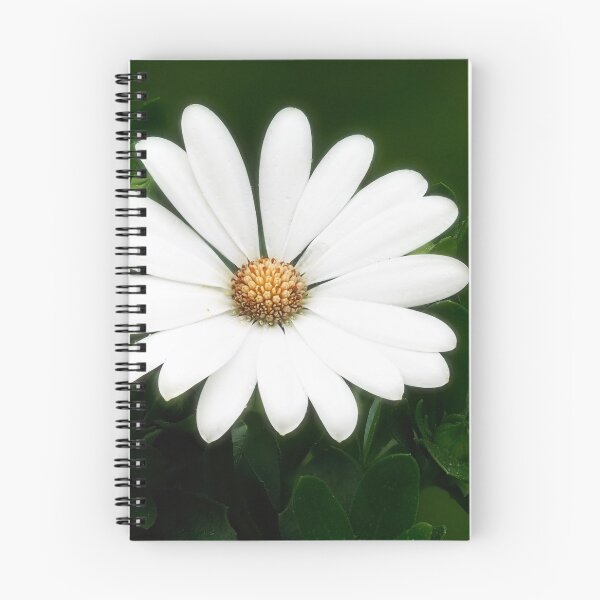 Item preview, Osteospermum designed and sold by Dorset Girl.