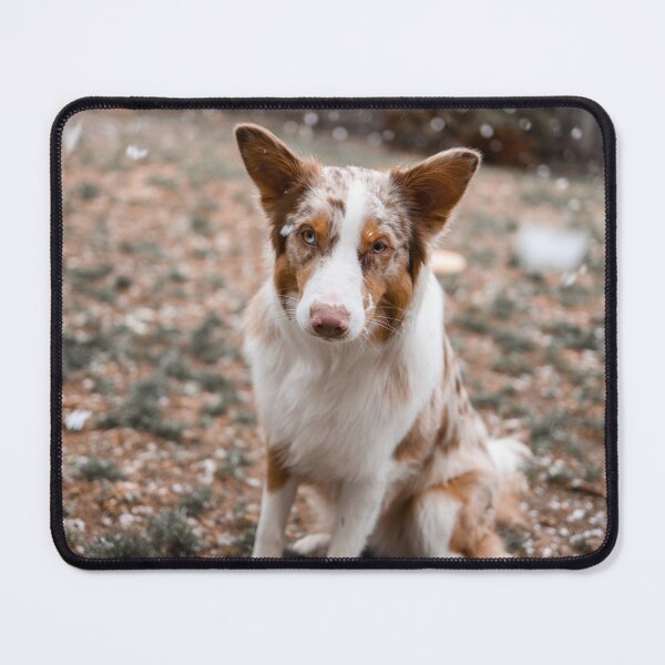 Item preview, Australian Shepherd in the Snow designed and sold by kenedyraemedia.