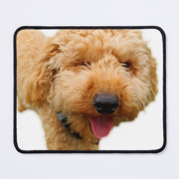 Item preview, Hey Poodle, Wassaap? Our Cool Dude Poodle. designed and sold by Poodle-Bonita.