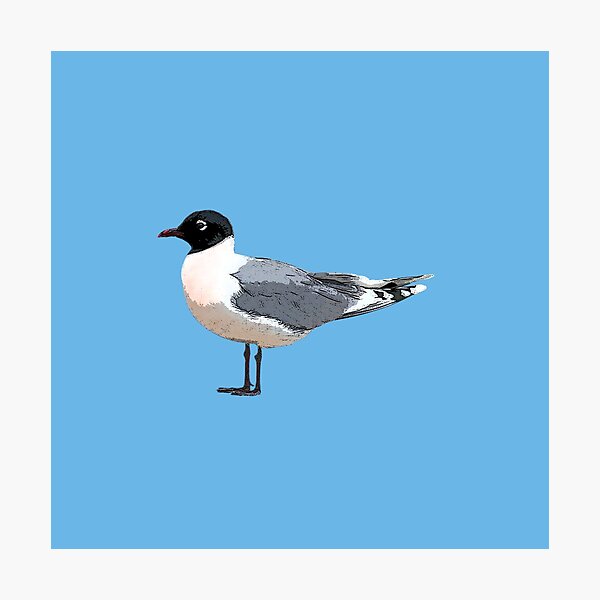 Item preview, Franklin's Gull Color Design  designed and sold by designsasstultd.