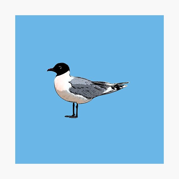 Item preview, Franklin's Gull Black Alternate Design  designed and sold by designsasstultd.