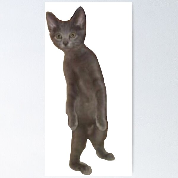 standing cat pfp meme : r/teenagers