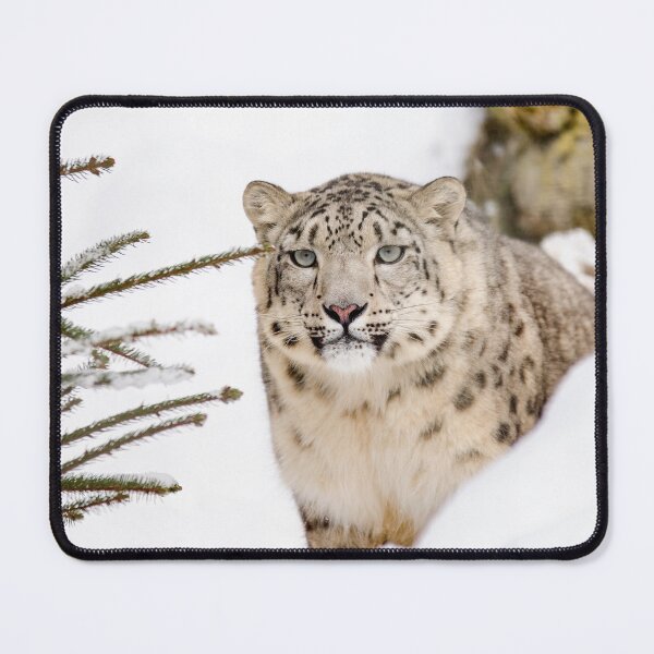 Item preview, Snow Leopard #14 designed and sold by KingdomWildlife.