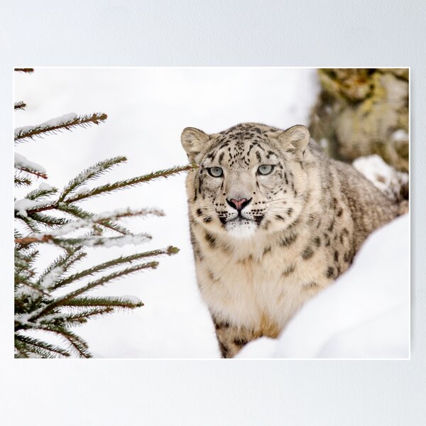Snow Leopard #14 Poster