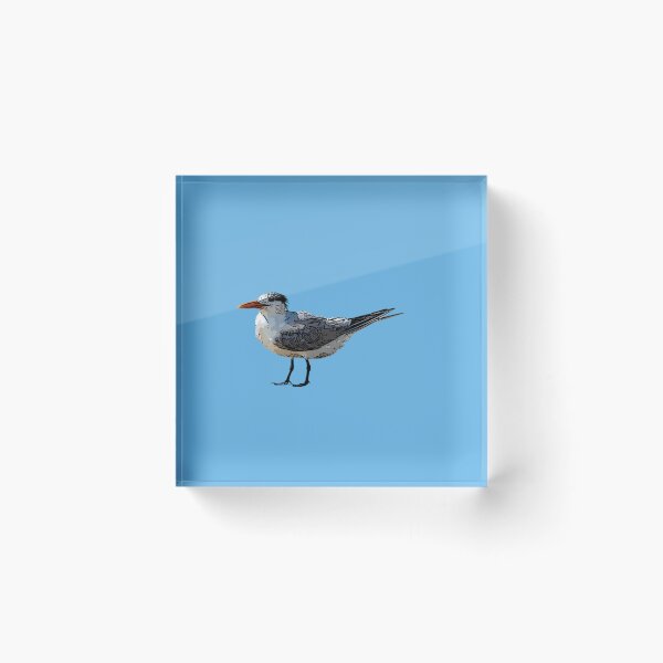 Item preview, Royal Tern Black Alternate Design  designed and sold by designsasstultd.