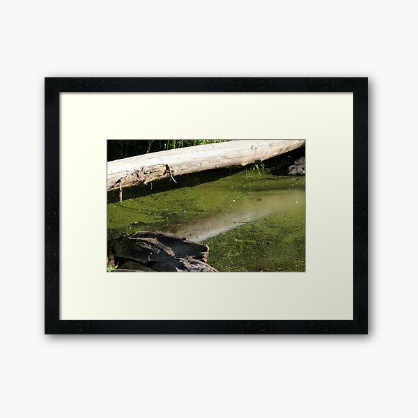 find the frogs, Trojan pond, near Goble, Oregon Framed Art Print
