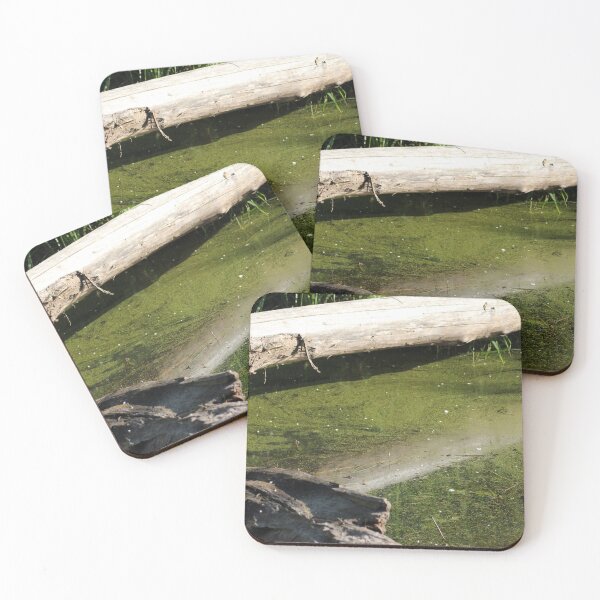 find the frogs, Trojan pond, near Goble, Oregon Coasters (Set of 4)