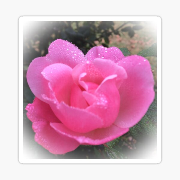 Item preview, Pink Rose after Rain in Peekskill designed and sold by CakenCoffeeCafe.