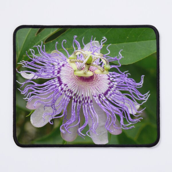 Item preview, Purple Passion Flower designed and sold by artbybutterfly.