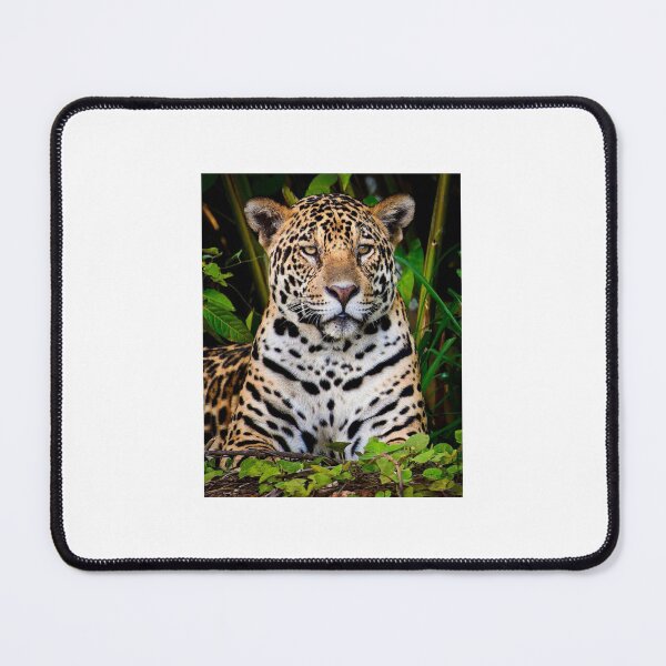 Item preview, animal elite designed and sold by Megan J  Miller.