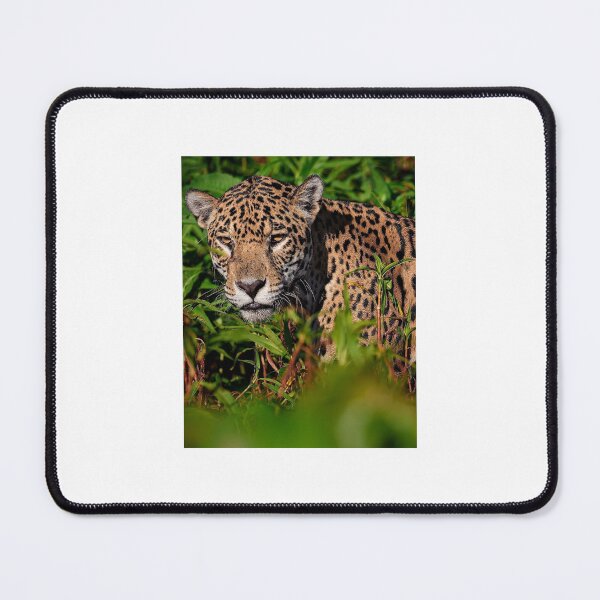 Item preview, animal elite designed and sold by Megan J  Miller.
