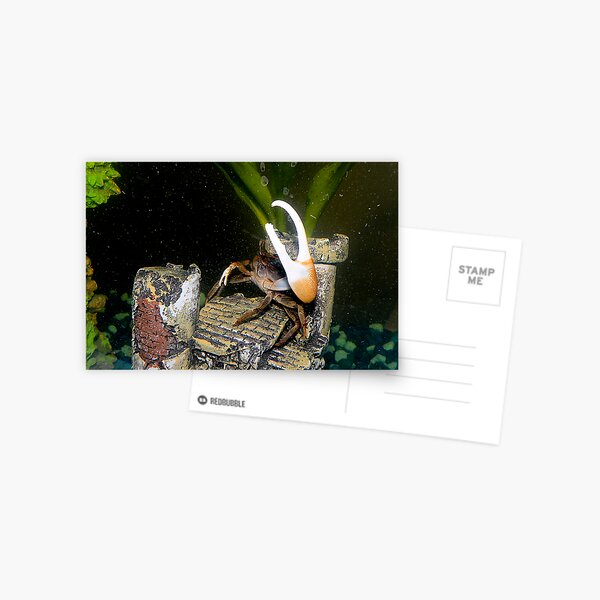 Staking my territory Postcard