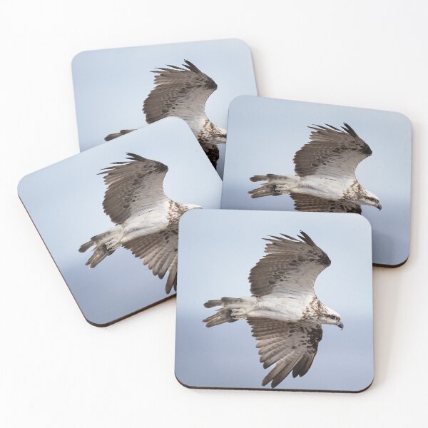 Item preview, Osprey flying over the Northern beaches of Australia - osprey designed and sold by Tara Smithson.