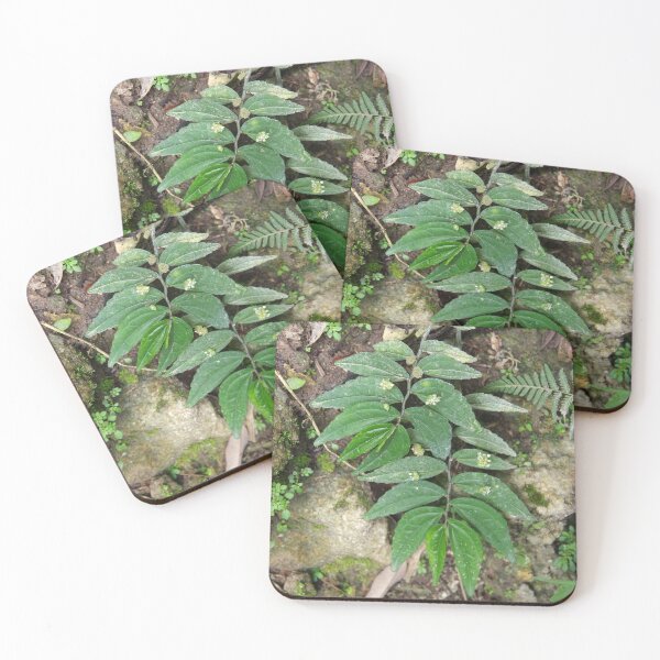 Item preview, Elatostema species growing on a cliff in Cebu, Philippines designed and sold by The Botanical Jason.