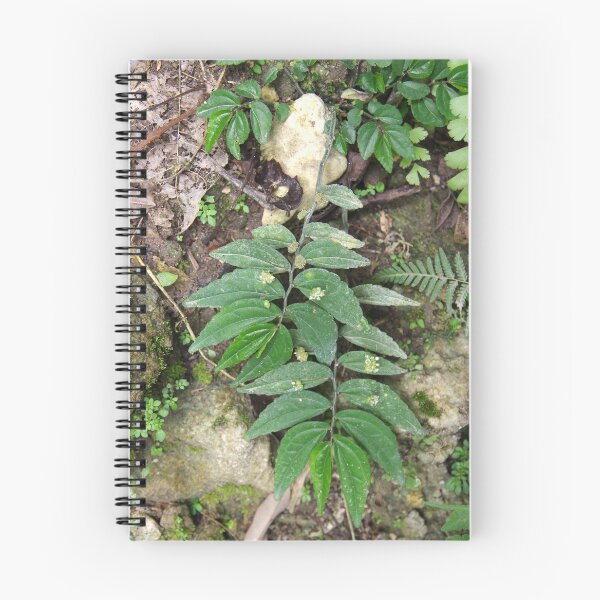 Item preview, Elatostema species growing on a cliff in Cebu, Philippines designed and sold by The Botanical Jason.