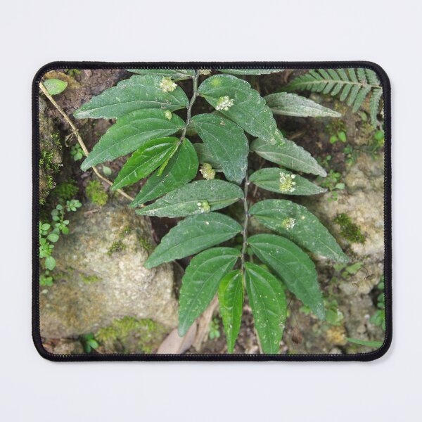 Item preview, Elatostema species growing on a cliff in Cebu, Philippines designed and sold by The Botanical Jason.